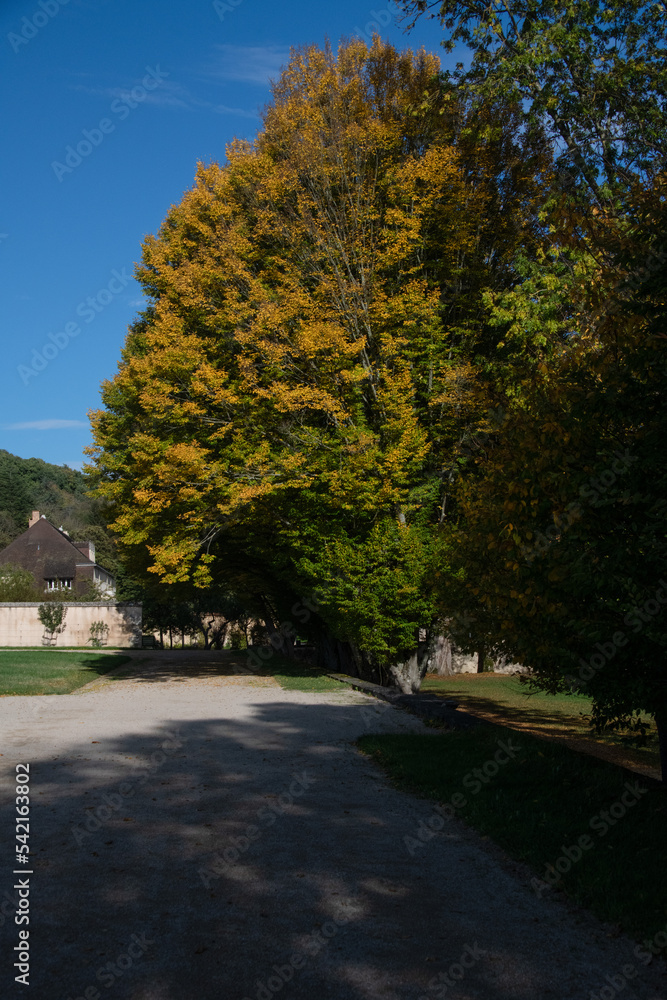 Arbres aux feuilles colorées en automne dans un parc