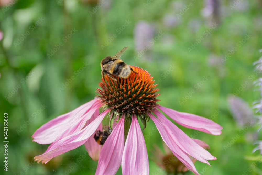 A wild bee on top of a flower A wild bee on top of a flower