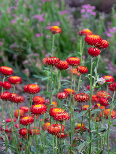 Brightly coloured Xerochrysum Bracteatum everlasting flowers, also known as paper daisy, photographed in early autumn in the heather garden at RHS Wisley, Surrey UK.