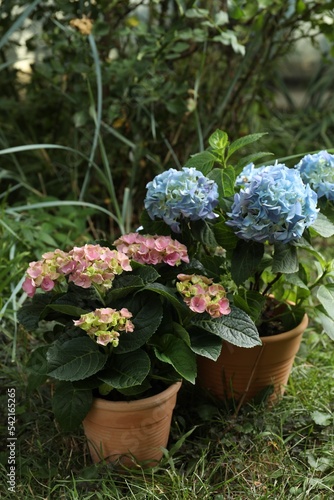 Beautiful blooming hortensia plants in pots outdoors