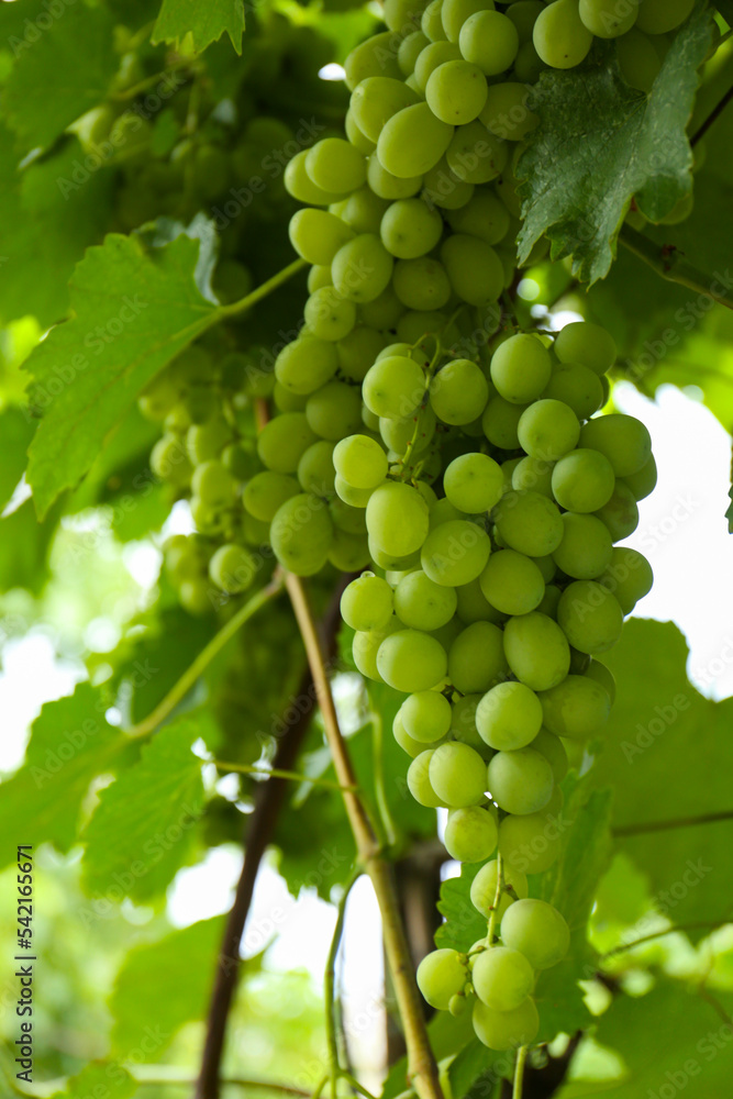 Ripe juicy grapes on branch growing in vineyard