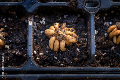 Ranunculus asiaticus or persian buttercup. Presoaked ranunculus corms planted in a propagation tray. Ranunculus corms, tubers or bulbs. photo