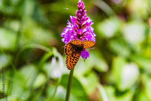 Schmetterling auf der Blüte