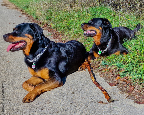 2 Rottweiler liegen draußen