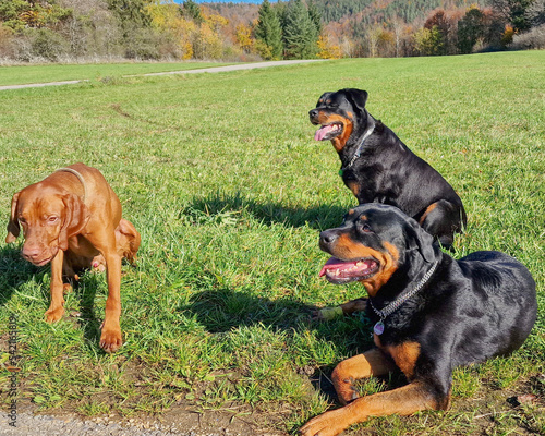 2 Rottweiler und 1 Vizsla auf der Wiese