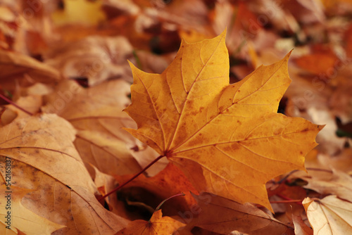 Pile of beautiful fallen leaves outdoors on autumn day  closeup