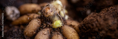 Ranunculus asiaticus or persian buttercup. Sprouting ranunculus corms in a seed tray. Ranunculus corms, tubers or bulbs. Ranunculus sprouts close up. photo