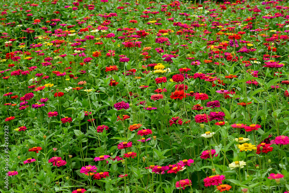Colorful flowers field in nature landscape for background