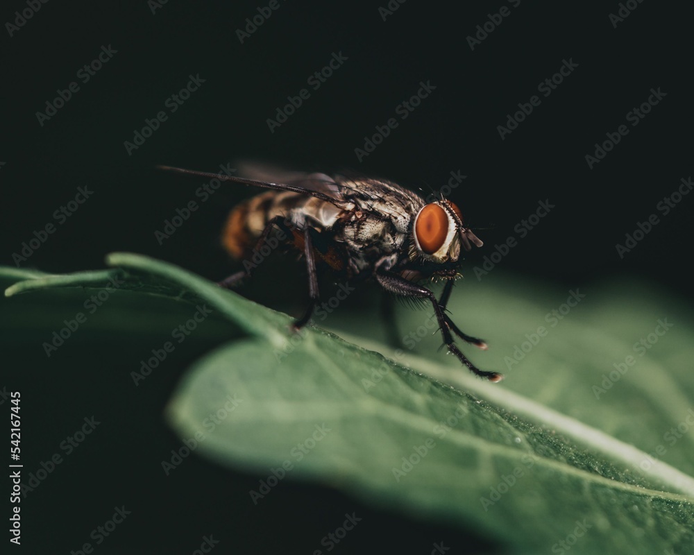 Macro of a house fly on a leaf over a black background Macro of a house fly on a leaf over a black background