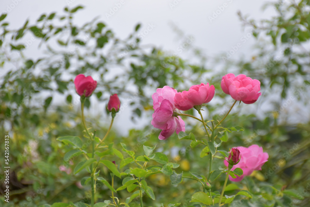 Pink, red and white roses evoke a beautiful garden. Flower bed with rose bushes, funnel-shaped, topiary and thuja on the background. Blooming flowers. Flowering plants. Selection of natural beauty se