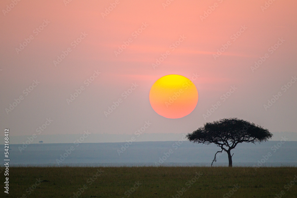 Lone tree on the horizon in the Masai Mara in Kenya Lone tree on the horizon in the Masai Mara in Kenya