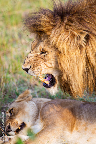Fototapeta Naklejka Na Ścianę i Meble -  Male and female lion mating in the Masai Mara in Kenya	