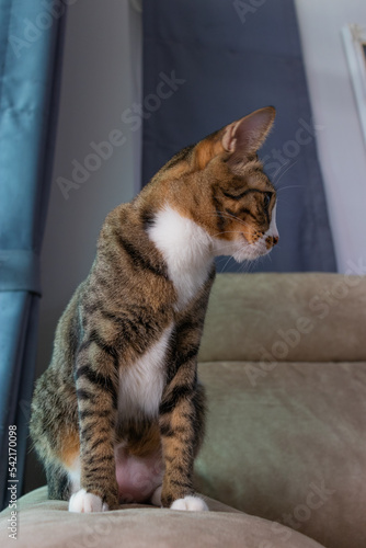 gray and white cat sitting down on the brown sofa in the living room looking to the right