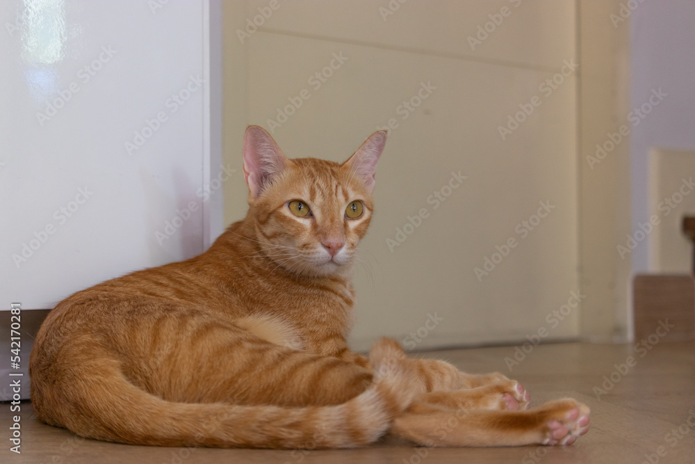 close up orange cat in the living room on the wooden floor laying down looking