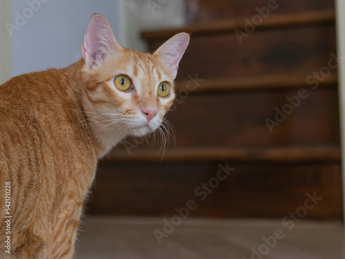 close up orange cat in the living room on the wooden floor walking