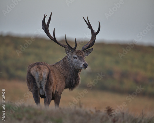 Red deer stag in Bradgate Park .