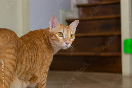 close up orange cat in the living room on the wooden floor walking