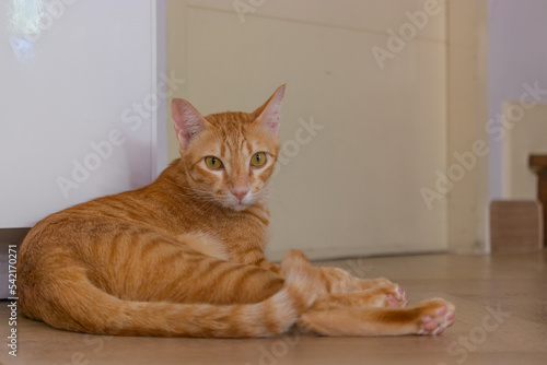 close up orange cat in the living room on the wooden floor laying down looking to the camera