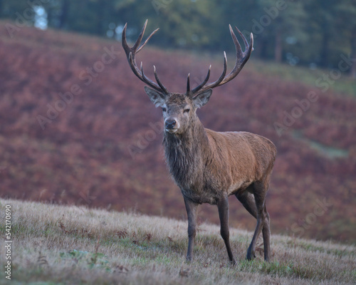 Fototapeta Naklejka Na Ścianę i Meble -  Red deer stag in Bradgate Park .