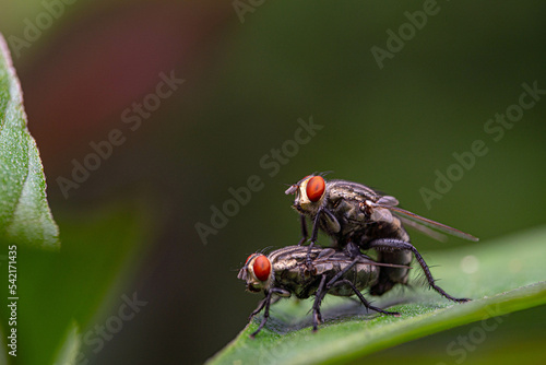 couple mating fly, doggy style fly, reproduction of fly