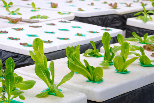 Selective focus at row of little green lettuce with red oak vegetables growing on white styrofoam box in dynamic root floating technique hydroponic system photo