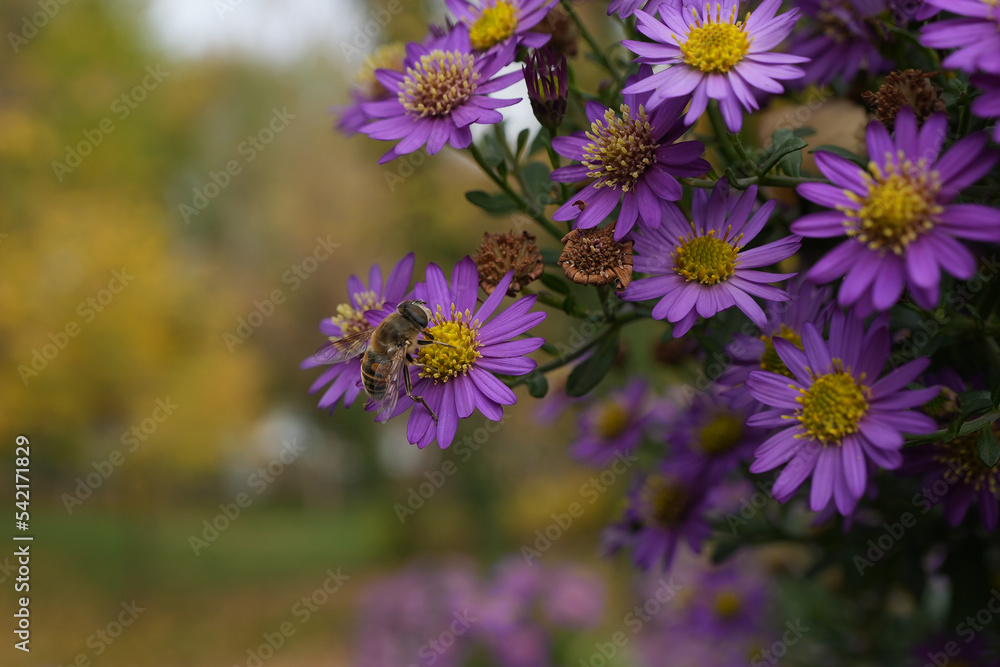 Fototapeta premium flowers in the garden
