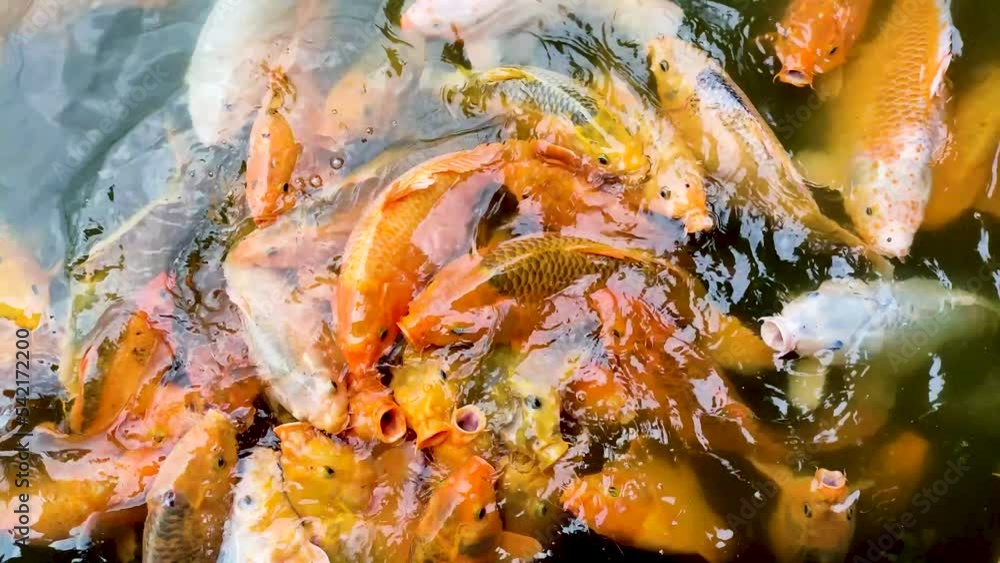 Koi Fish in the pond Koi Fish in the pond