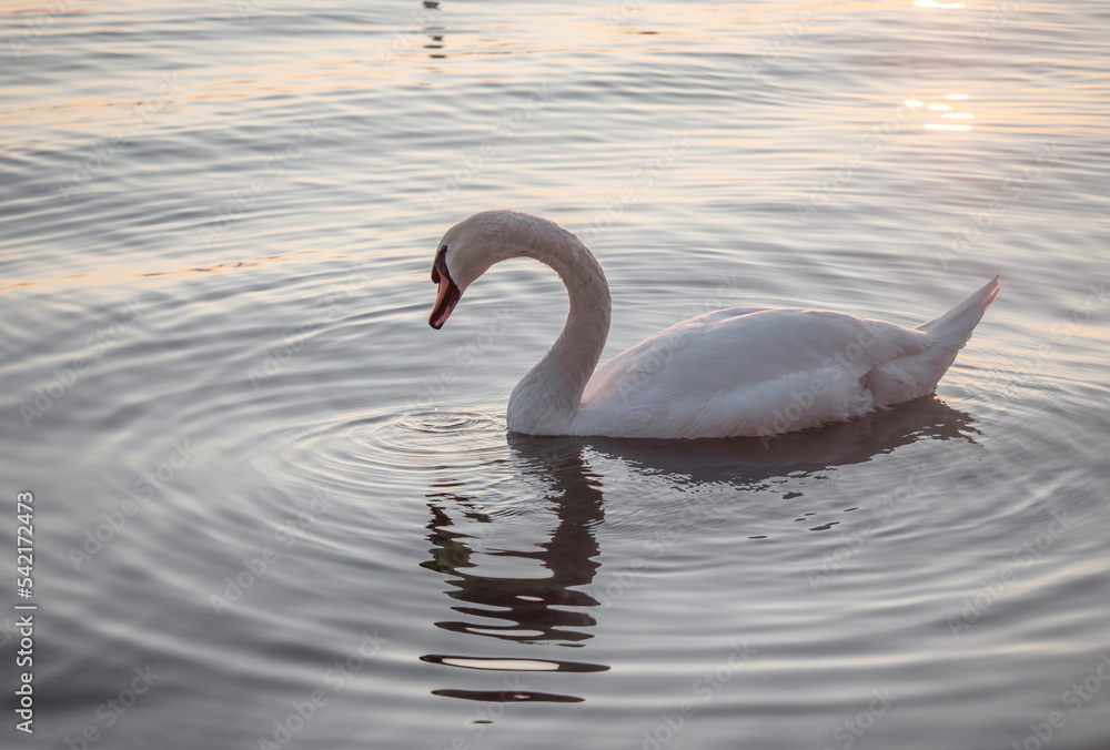 Fototapeta premium Beautiful View Of A Graceful Swan In Lake