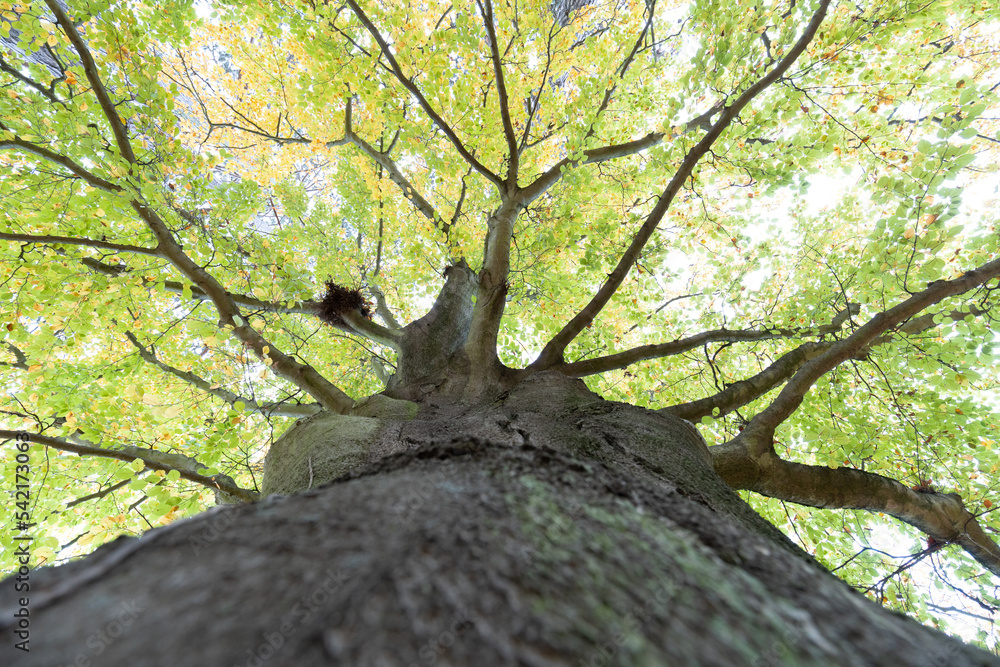 Fototapeta premium Low angle view of a tree in fall 