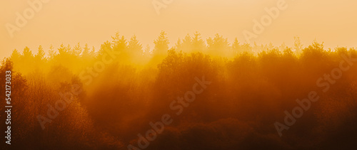 Forest in orange light, fog, abstract