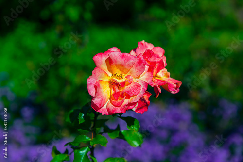 Rose with wet petals . Flower in bloom in the garden 
