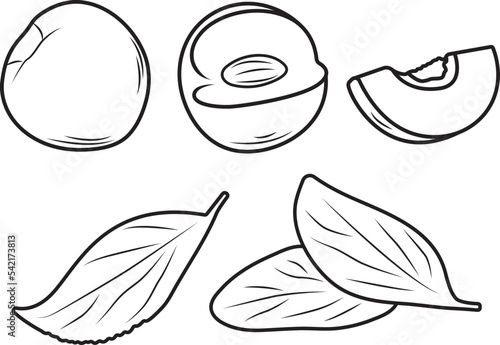Vector illustration of cut peaches