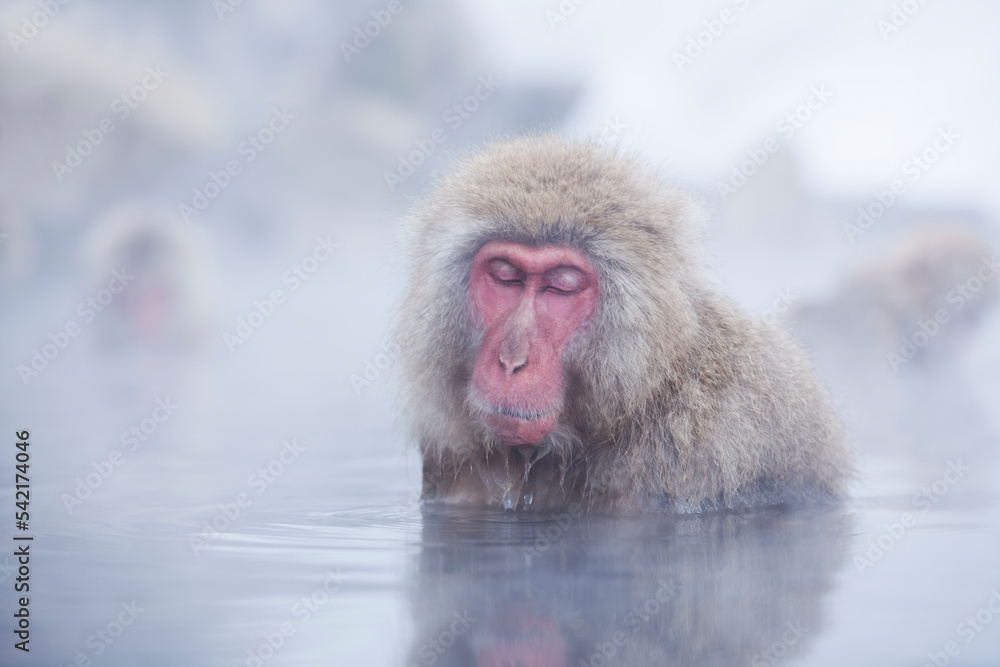 Naklejka premium A Japanese monkey relaxing in a hot spring