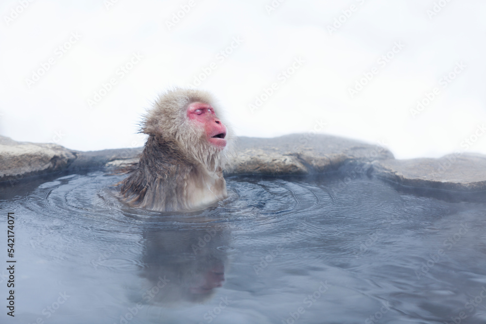 A Japanese monkey relaxing in a hot spring - obrazy, fototapety, plakaty 