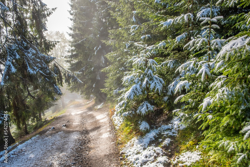 Wonderful foggy autumn forest with melting snow  sunrays a coming through the morning fog