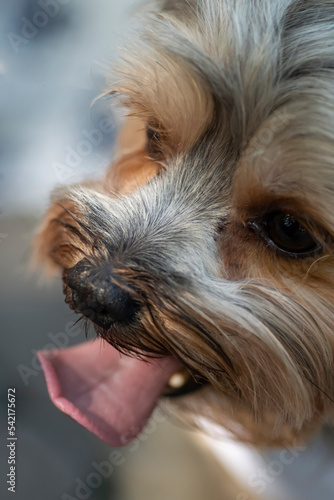 Favorite pet, dog sticking out tongue