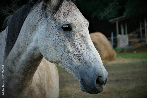 Portrait of a white horse on a farm © Mareinspire/Wirestock Creators