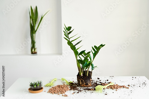 Canvas Print The home flower has grown and needs to be transplanted into a large pot
