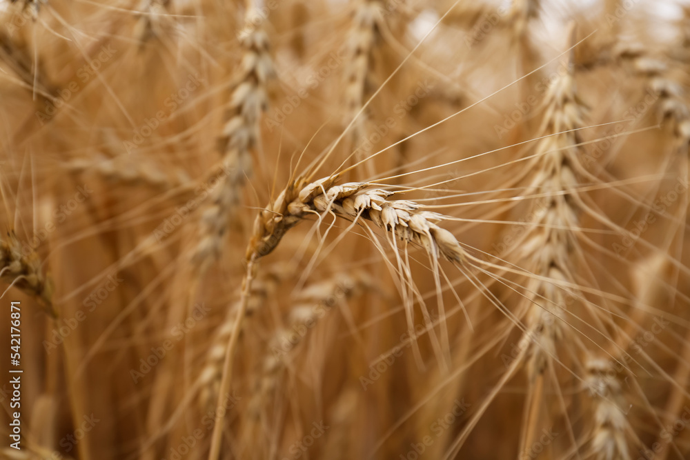 Ripe wheat spikes in agricultural field, closeup Ripe wheat spikes in agricultural field, closeup