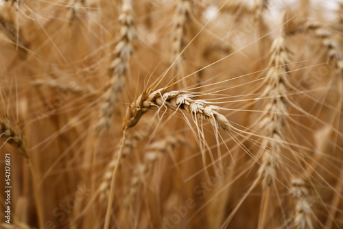 Ripe wheat spikes in agricultural field  closeup