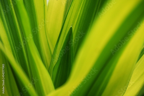 close up plants or cordyline fruticosa leaves texture  colorful leaf