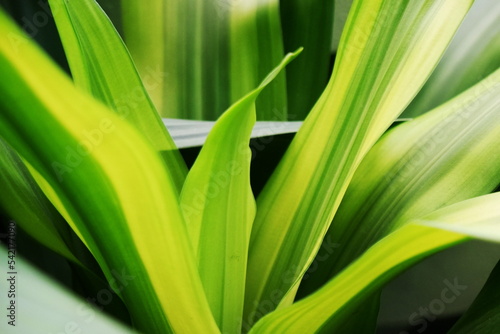 close up plants or cordyline fruticosa leaves texture  colorful leaf