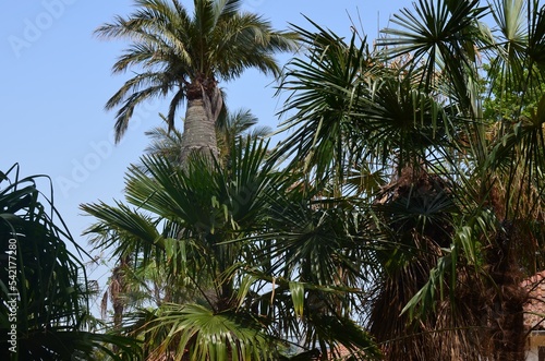 Beautiful palm trees with lush leaves growing outside