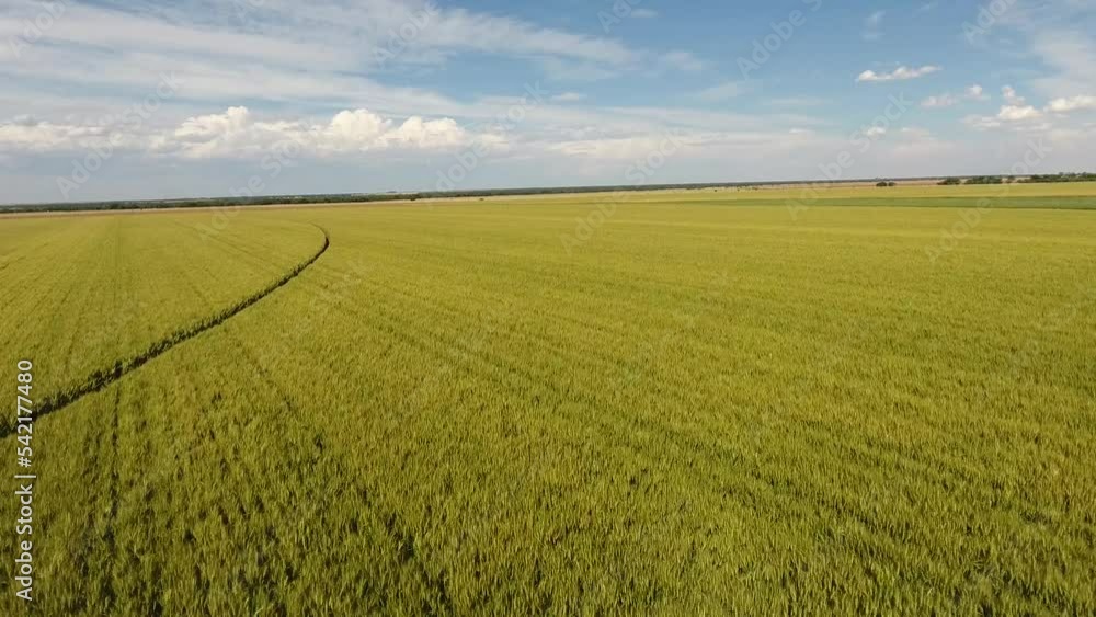 Aerial view of green wheat field stock video Aerial view of green wheat field stock video