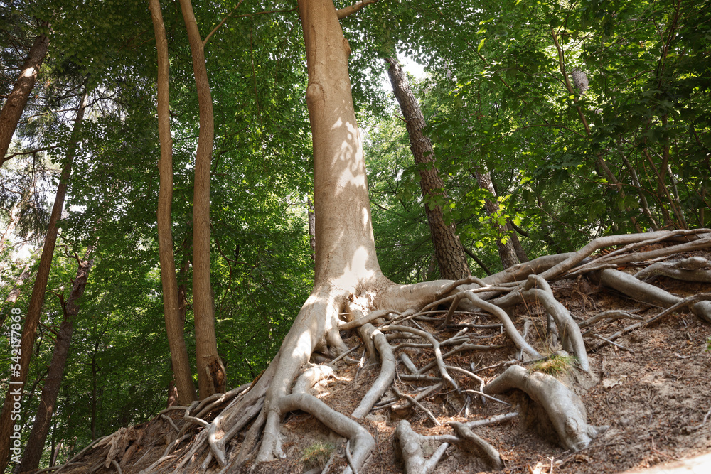 Tree roots visible through ground in forest Tree roots visible through ground in forest