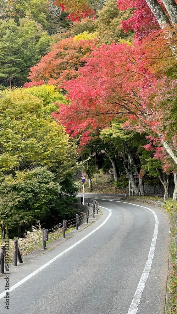 The leaves turn yellow in the fall