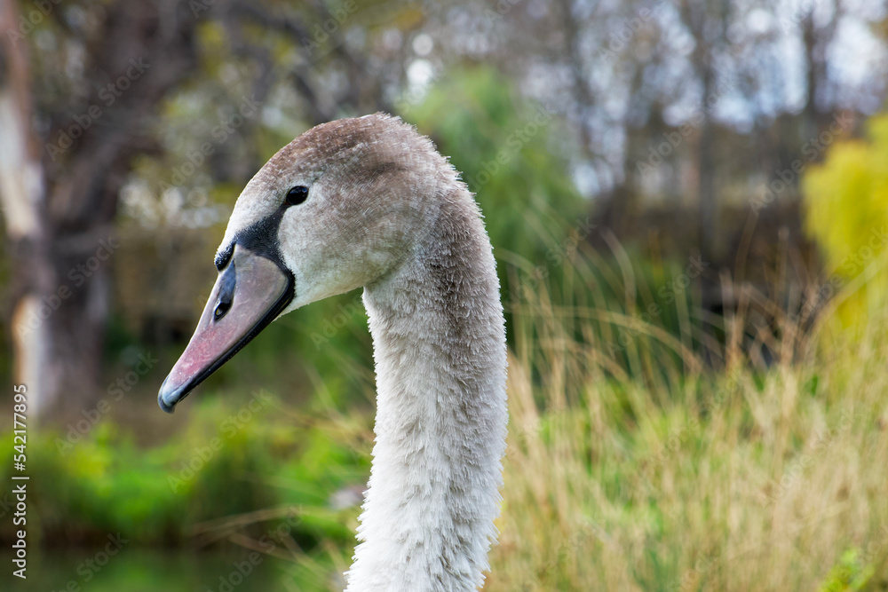 portrait of a young gray swan on the park background portrait of a young gray swan on the park background