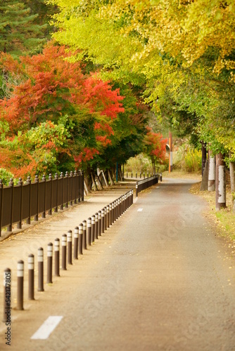 The leaves turn yellow in the fall