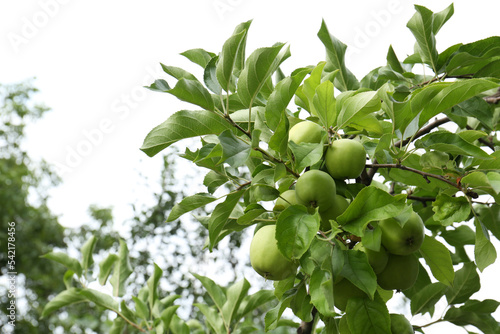 Green apples and leaves on tree branches in garden, low angle view