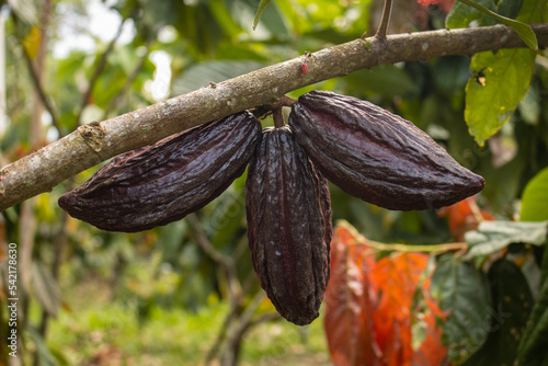 Cocoa fruits grown in the Alto Mayo Valley, located in San Martin Peru